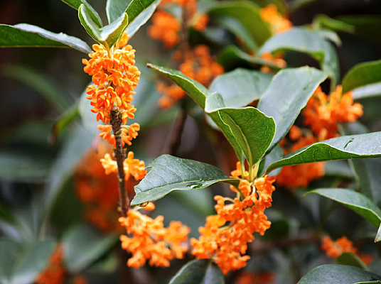 �����Ľ��