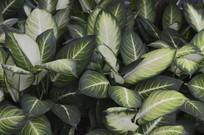 ������ҶƬ