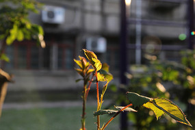 ӭ���������Ҷ