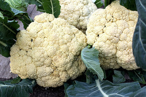 ��Ҷ�ӵĲ˻�