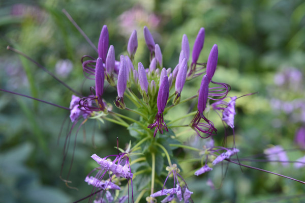 �쾰���ͻ���֩�뻨