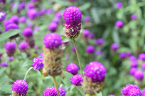 ˮ