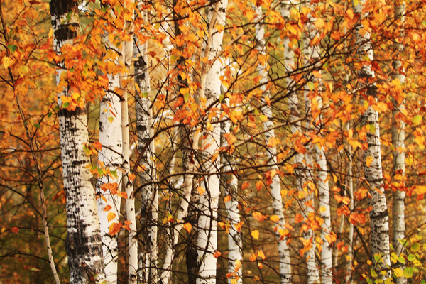 ��������ɫ