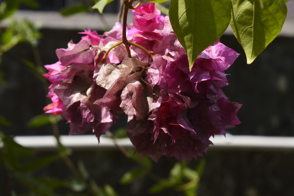 �ɴ�ʢ��������÷