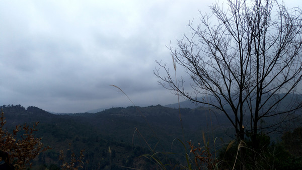 ��ɽ�ϵ���ľ