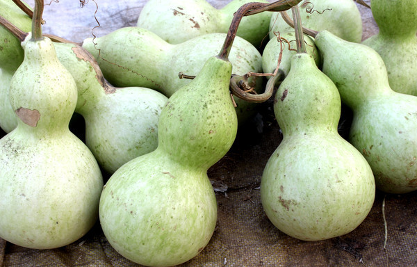 �ղ�ժ�ĺ�«