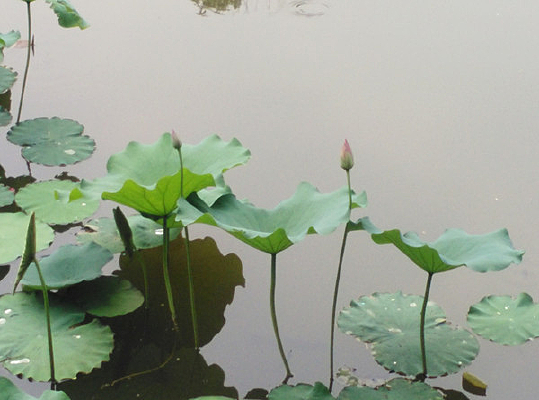 �����ɻ��羰