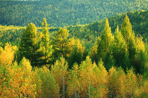 �̽���ֺ���ɫ