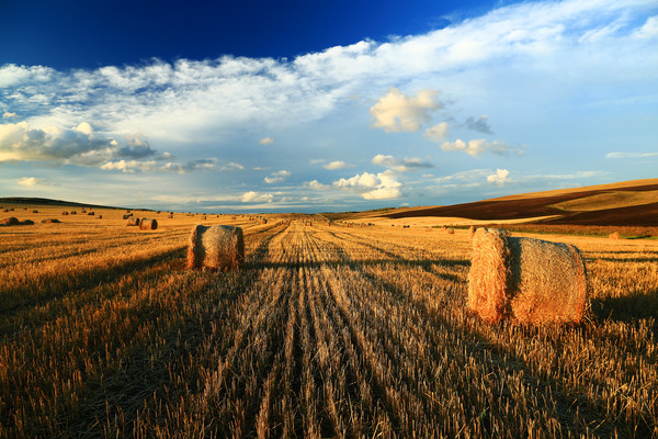 ��ɫ��ũ��