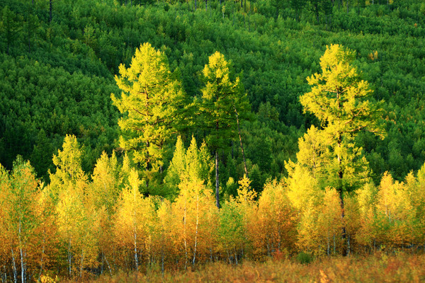 ����ɽ��