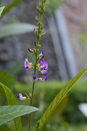 ����ɫ��«�軨��