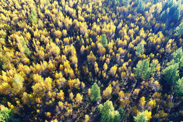 �ֺ���������ɫ�����ģ�