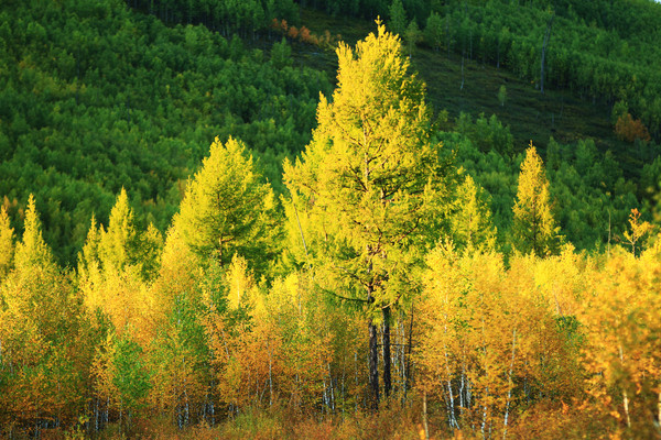 �ֺ�����