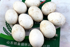 ũ��ɢ�����µĵ�