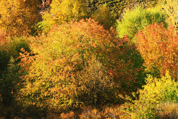 ������ɫ