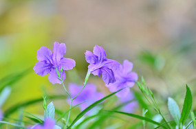 ��ɫ����