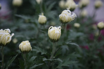 �׻��ľջ�����