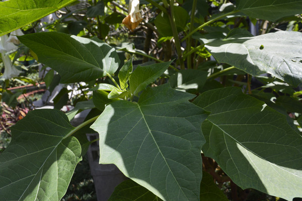 �׻�������֦Ҷ