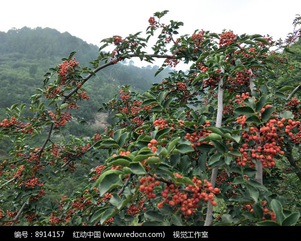 大紅袍花椒