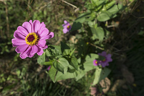 ��ɫ�İ��վ�