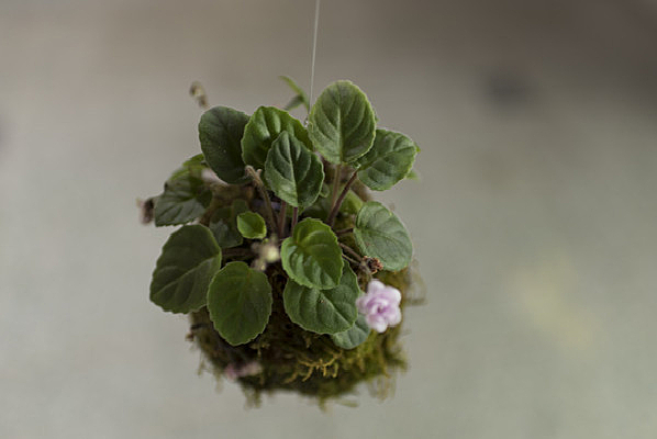 ��ɫ�ķ���������