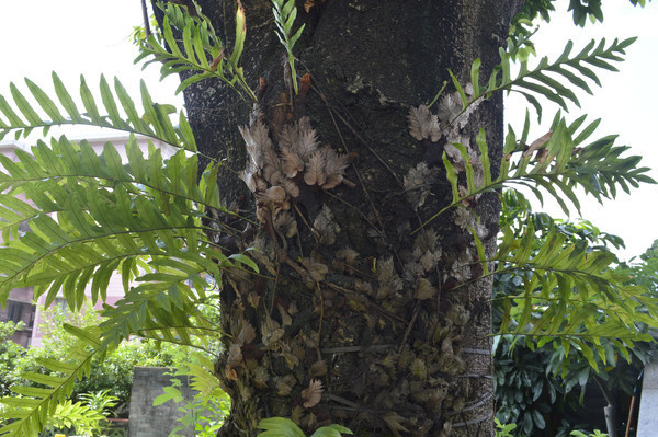 �����������ϵ���ާ