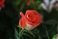 ˮ��õ�廨�ز�