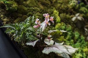 ާ�������