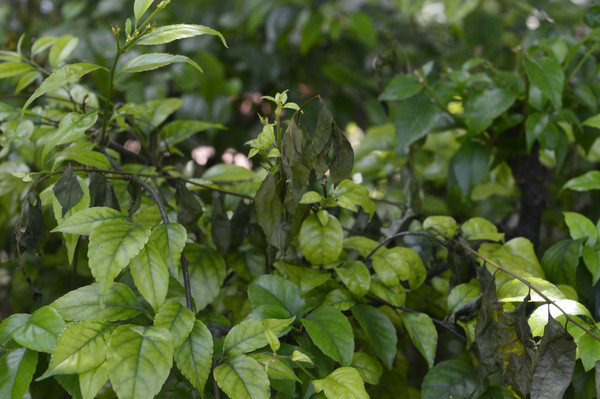 �ƾ���ӰͼƬ