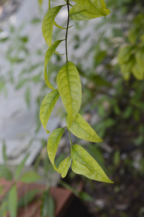 ��ɫ����