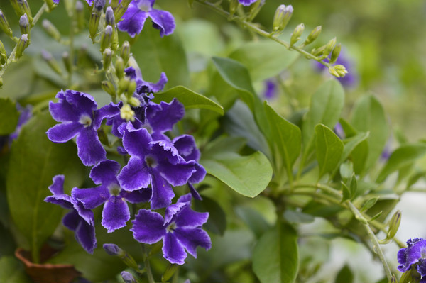 �����̻��仨��