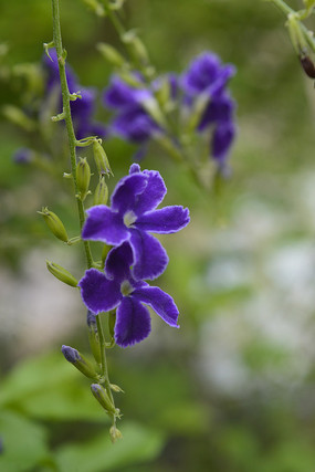 �����̻�����Ӱͼ