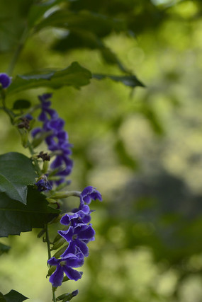 ��¶����Ӱͼ