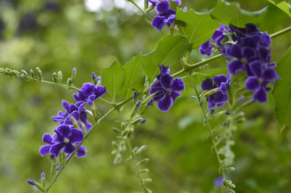 ��¶����Ӱͼ