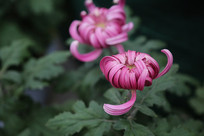 ����ī��