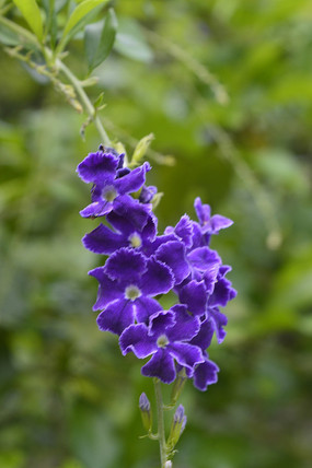 ļ