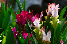 ��������Ҷ�컨����