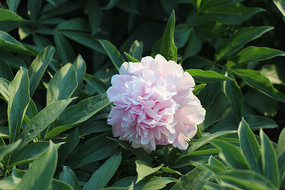 ����ĵ��