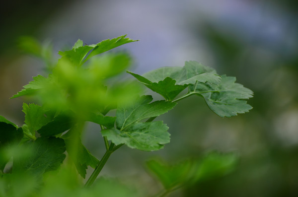 �۲�ũ����