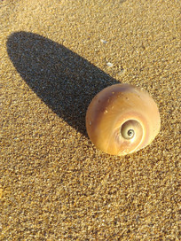 �峿ɳ̲�ϵı���