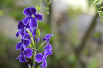 ������ɫ��