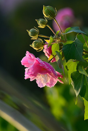 ܽ�ػ����Ƕ�