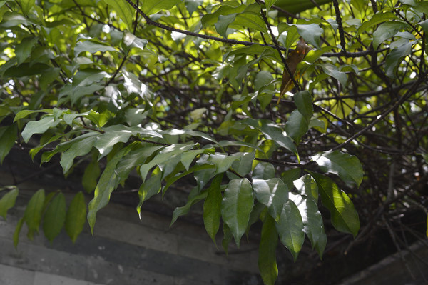 �������Ҷ��֦