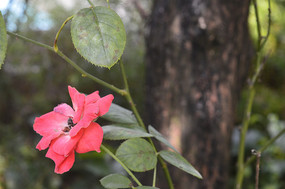 ҩ��ֲ���¼���