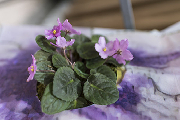 һ��÷���������