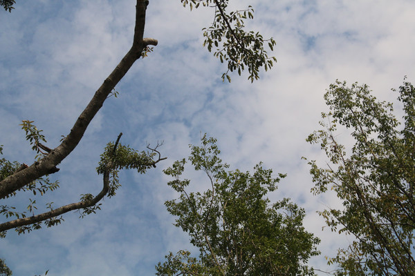 һ֦������