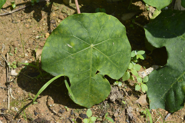 �����ڵصķ����Ҷ��