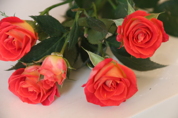 ���ŵ��Ķ�õ��