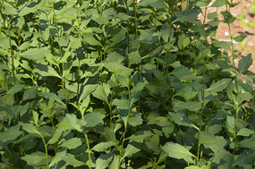 ��ҩ������