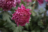 ��ɫʢ���ľջ�